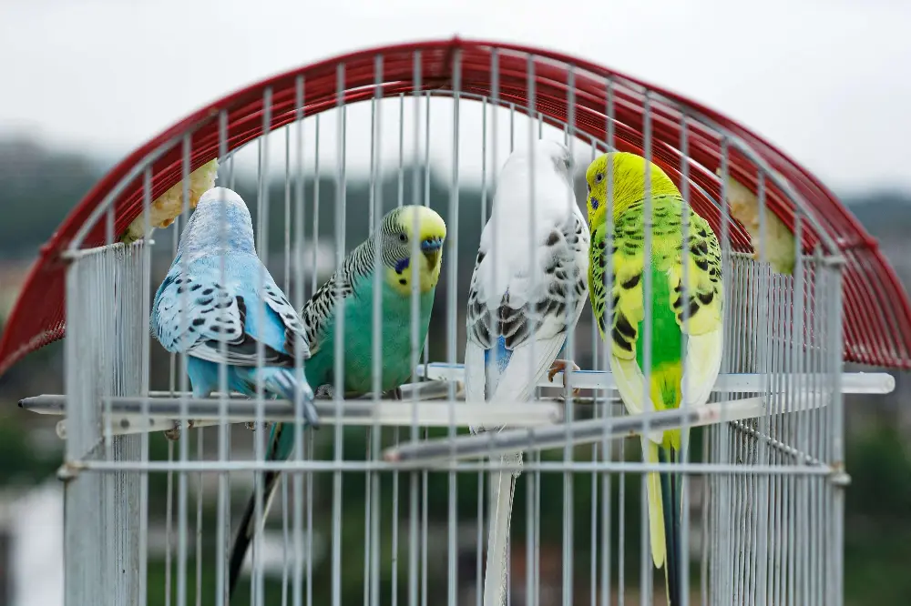 Four healthy budgerigars in a cage with various colors.