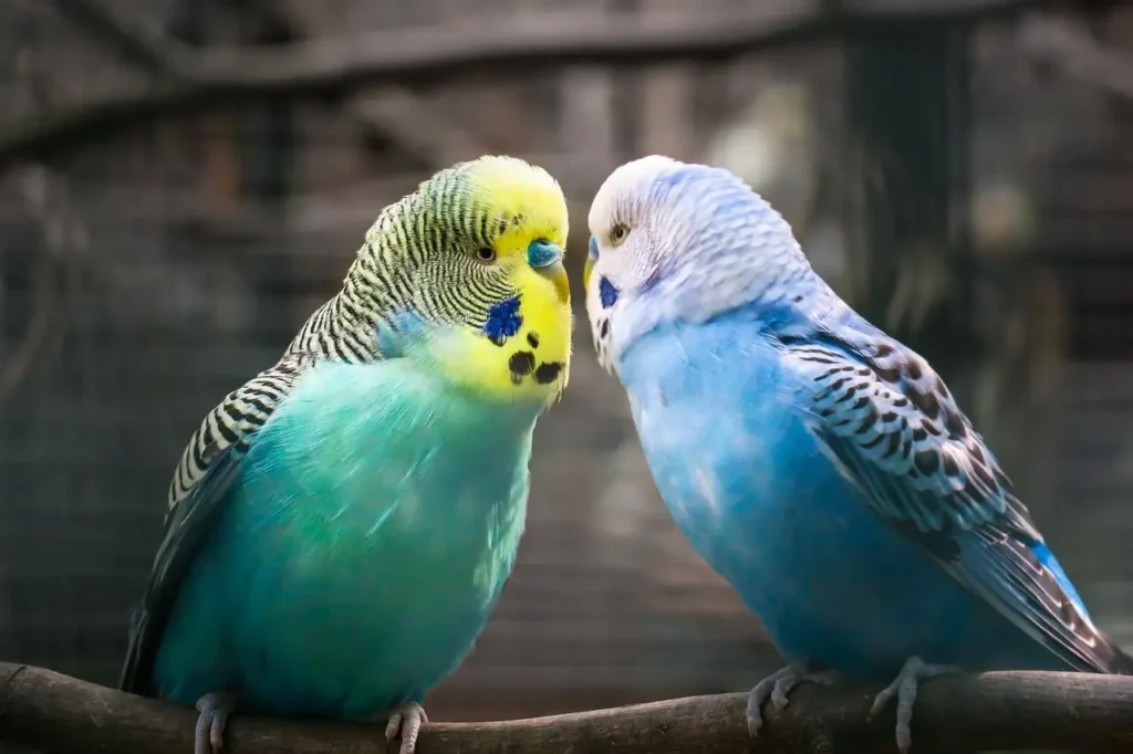 Two budgerigars, one blue and one yellow, facing each other on a branch.