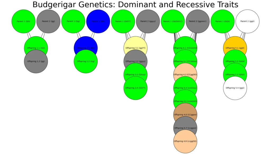 Genetics diagram of dominant and recessive traits in budgerigars.