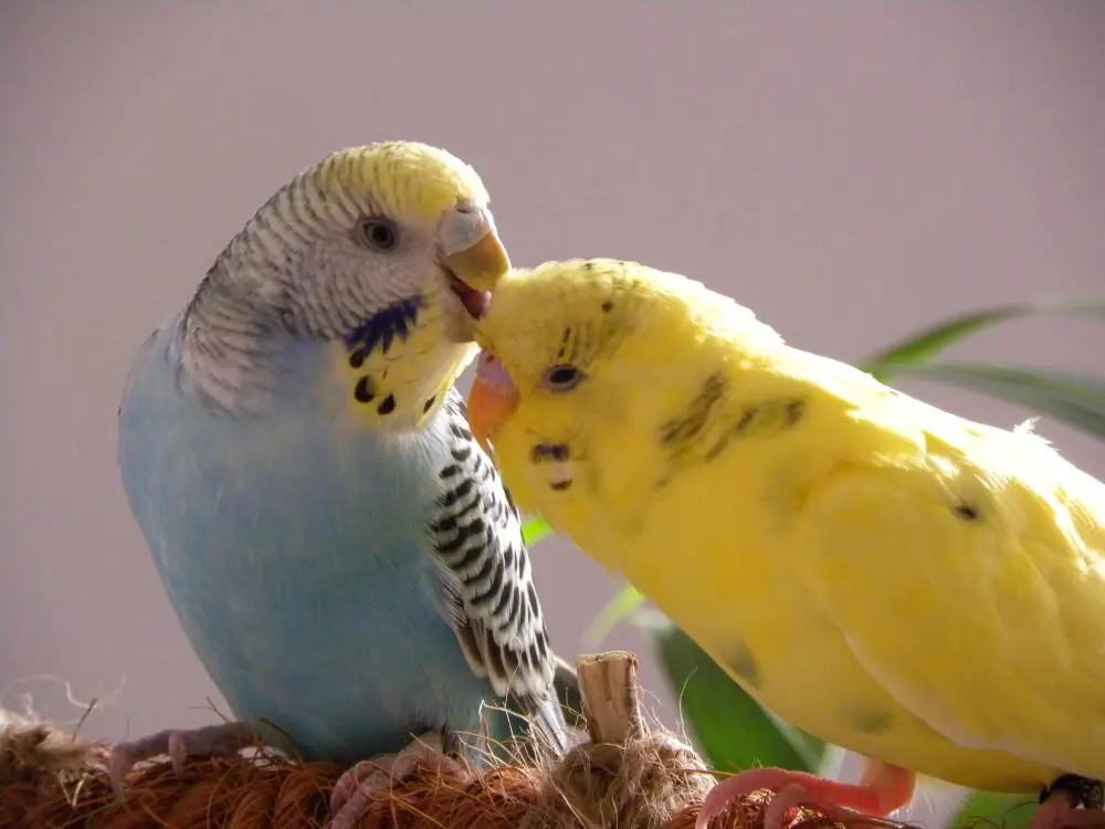 Blue and yellow lutino pied budgerigars interacting.