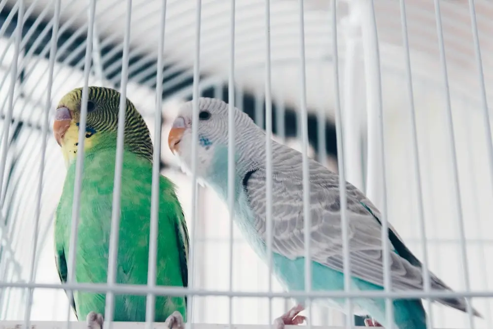 Green and blue spangle opaline budgerigars in a cage.