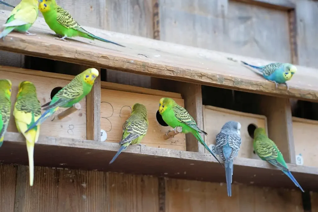 Multiple budgerigars in a breeding cage setup.