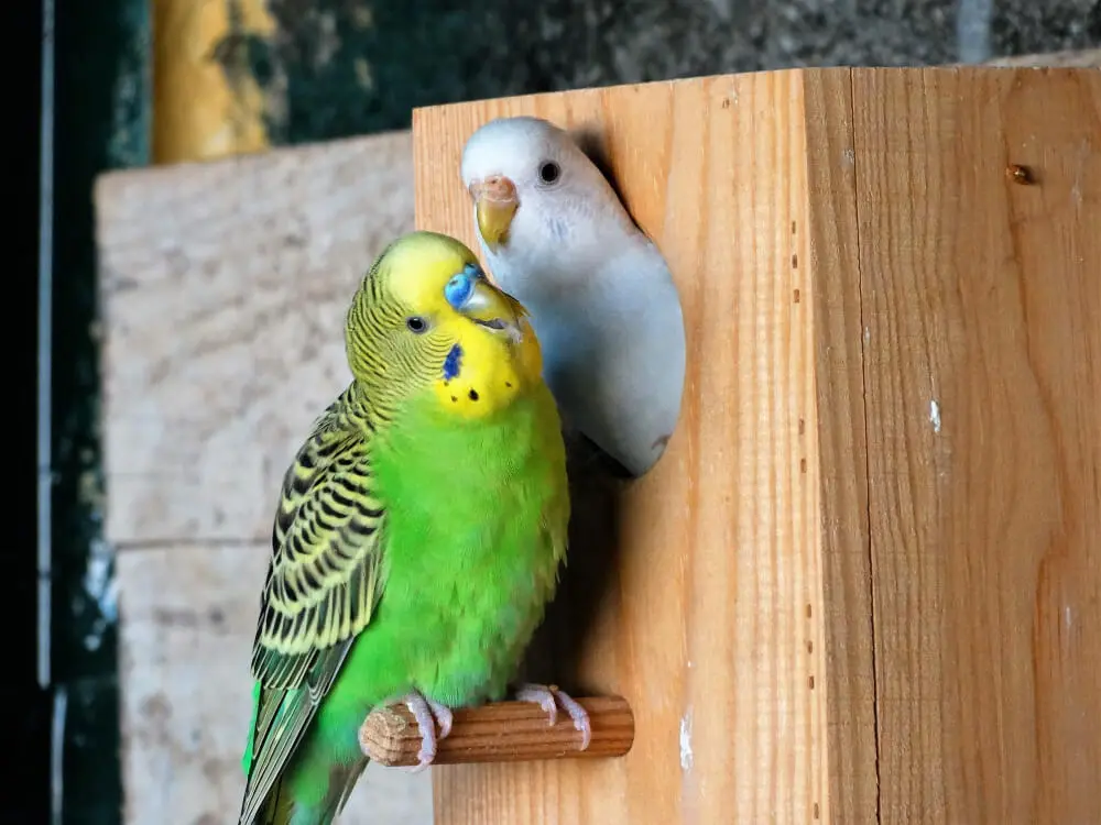 Green budgerigar incubating eggs in a nesting box.