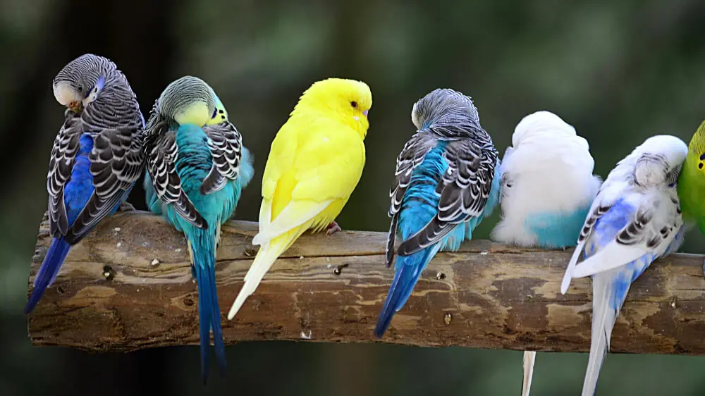 Various budgerigars with different colors and patterns in an aviary.