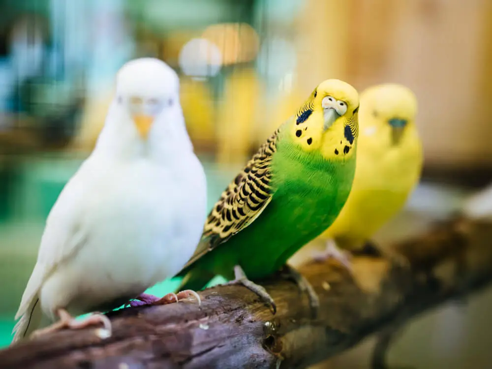 White, green, and yellow budgerigars perched together on a branch.