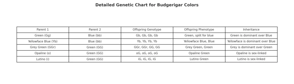 Genetic chart explaining budgerigar color inheritance.