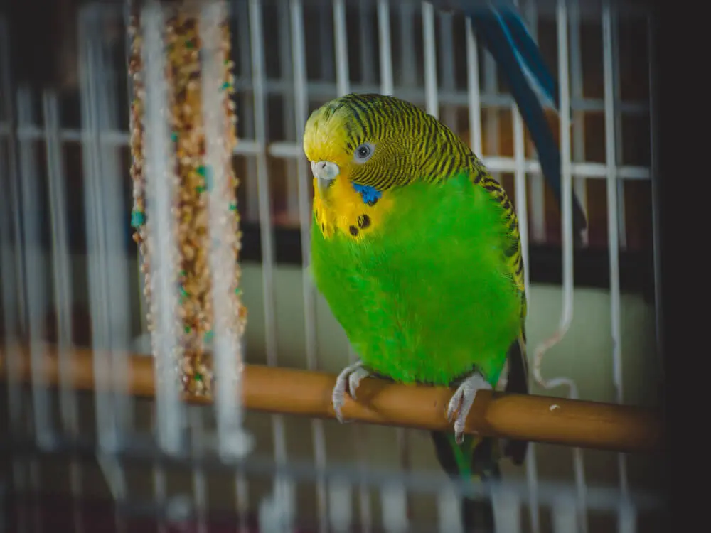 Green budgerigar inside a cage with colorful toys.