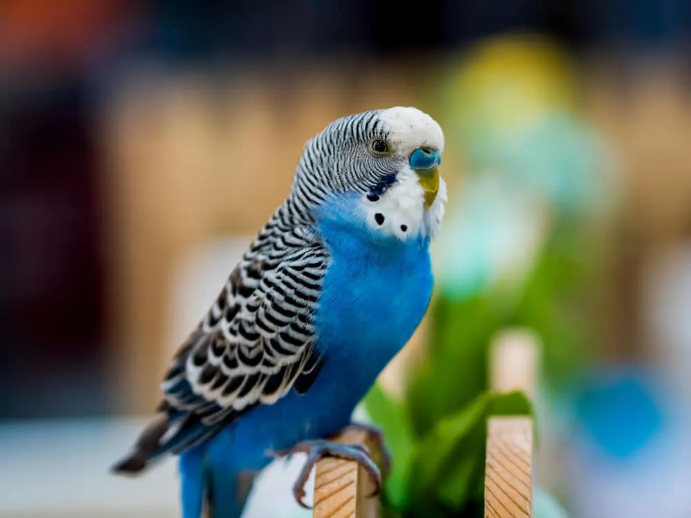 Blue budgerigar perched on a wooden stand.