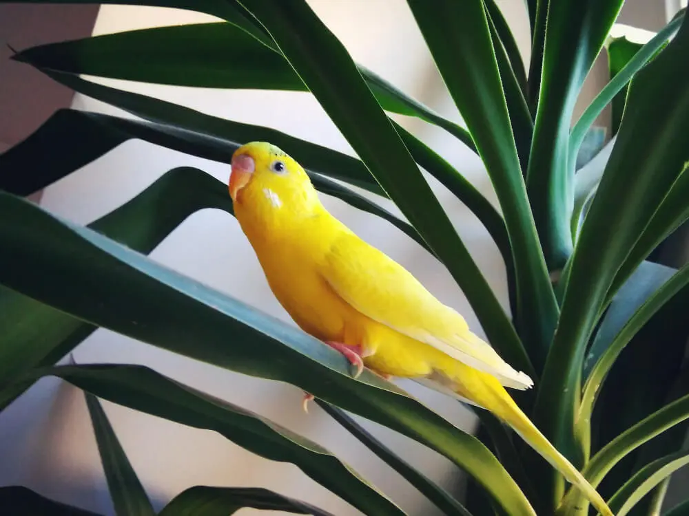 Yellow budgerigar perched on green plant leaves.