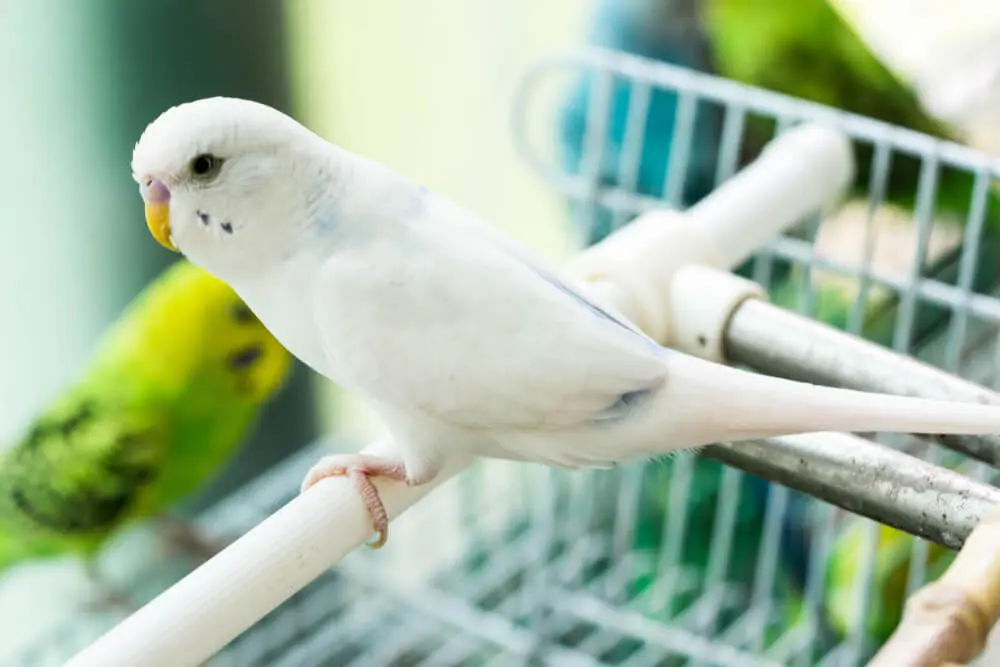 White budgerigar sitting on a perch with other budgerigars in the background.