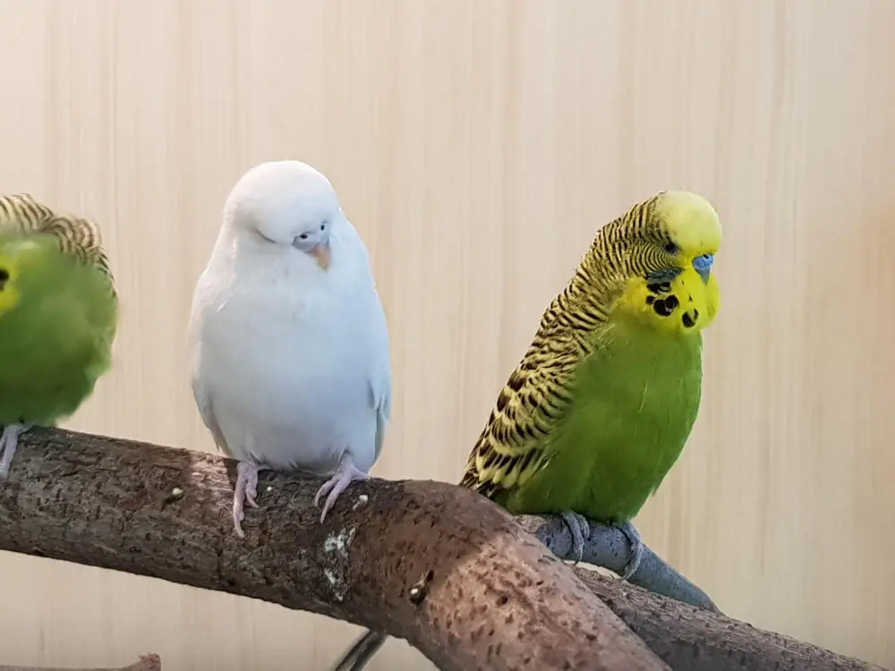 Green and white budgerigars perched on a branch.