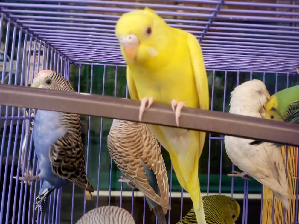 Yellow budgerigar perched inside a cage with other budgerigars.