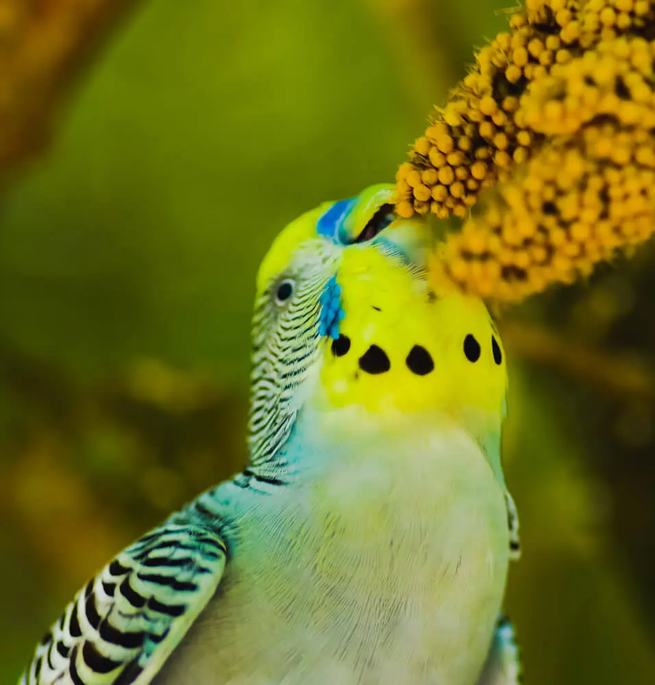 Rainbow budgerigar eating millet.