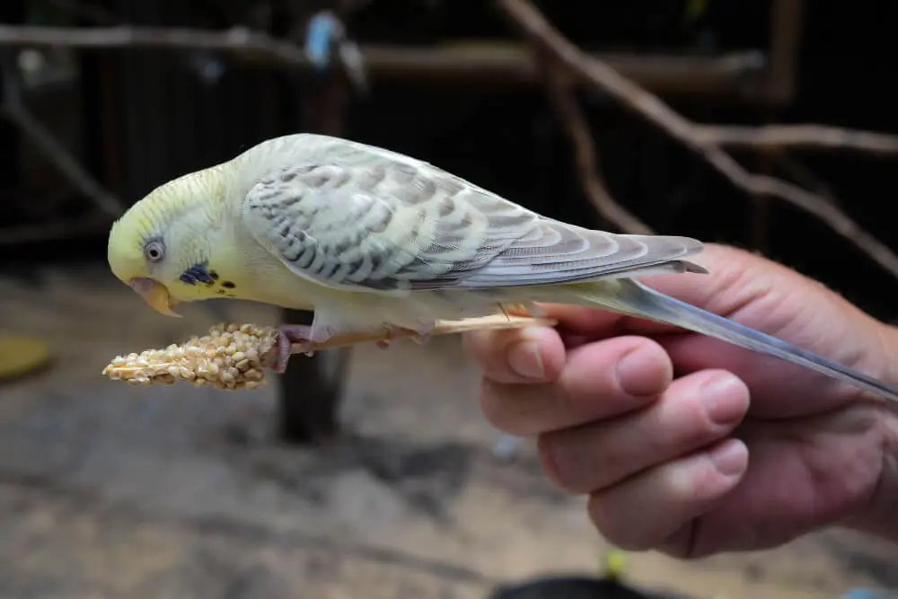 Opaline budgerigar perched on a person's hand while eating.