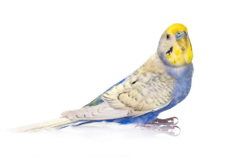 Spangle budgerigar perched on floor