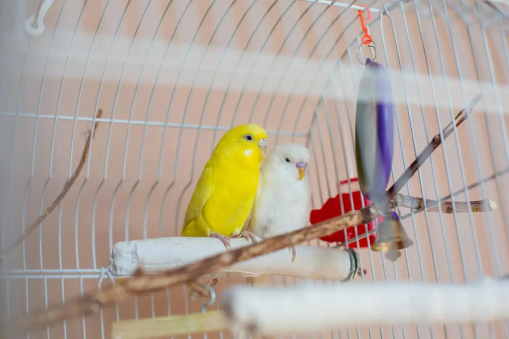 A yellow and a white budgerigar perched inside a birdcage.