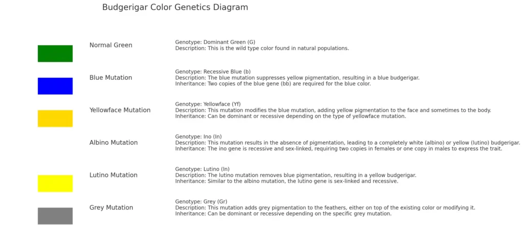 Diagram of budgerigar color genetics showing different mutations.