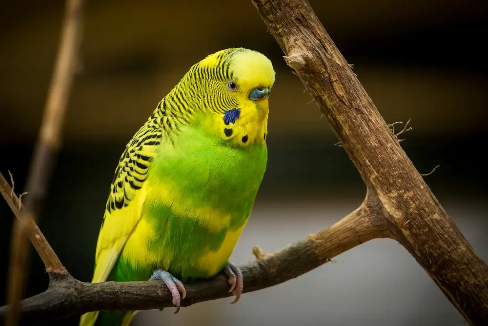 Green and yellow budgerigar perched on a branch