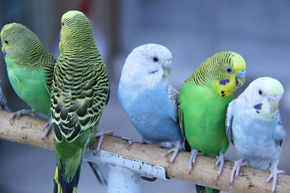 Group of budgerigars perched together