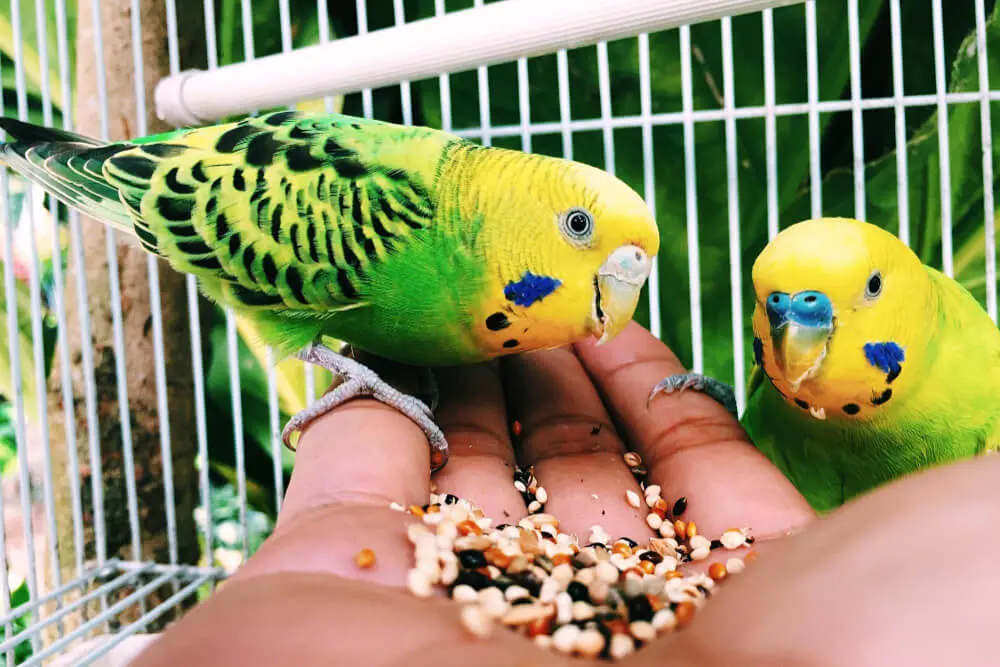 Budgerigars feeding from a hand