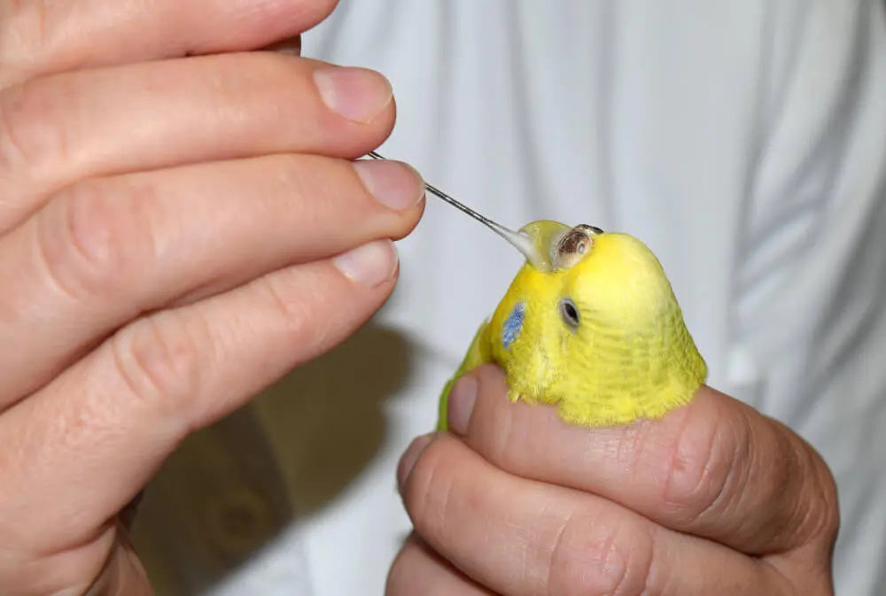 Budgerigar receiving medical care