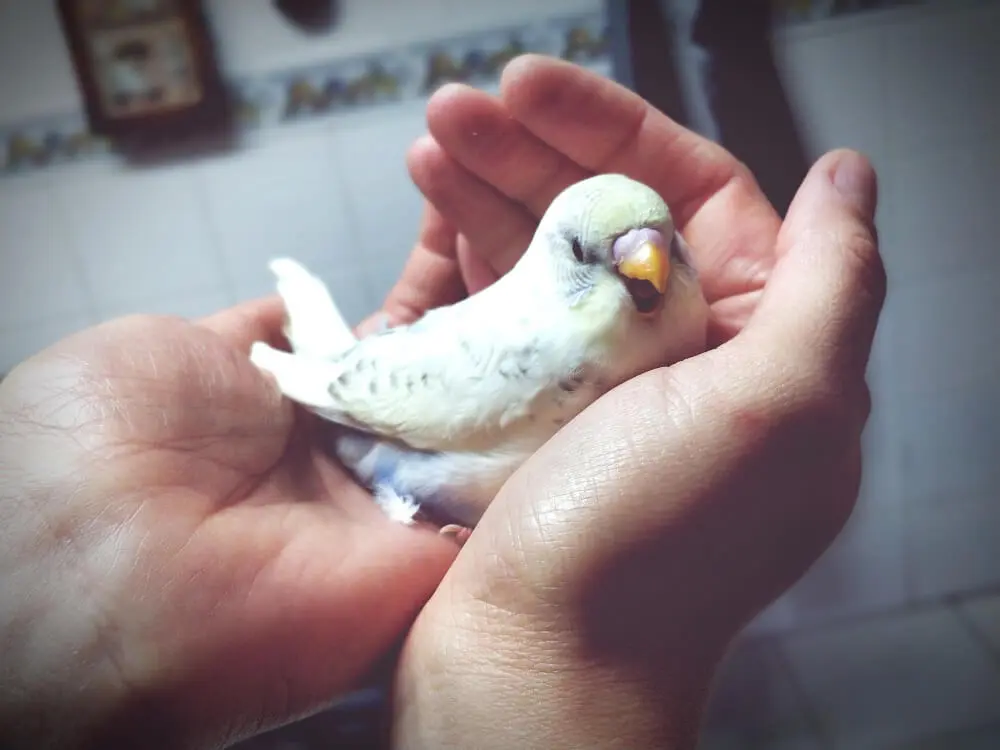 Budgerigar being gently held in hands