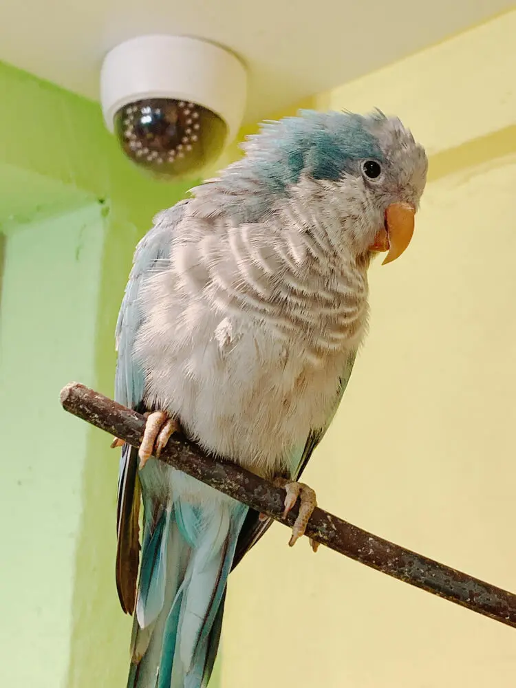 Budgerigar with ruffled feathers and lethargic posture indicating illness.