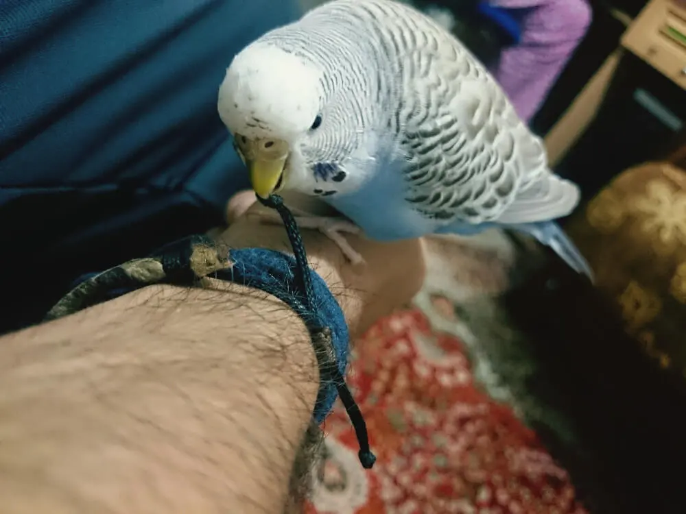 Budgerigar interacting with a person