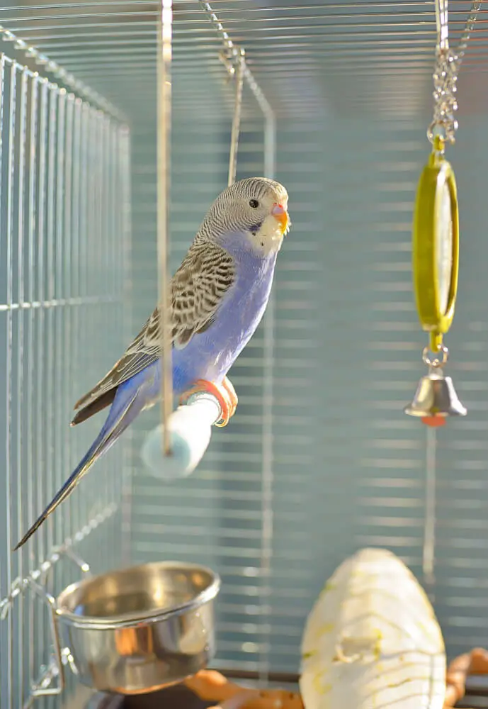 Close-up of a budgerigar with colorful cage accessories, perches, toys, and food dishes.