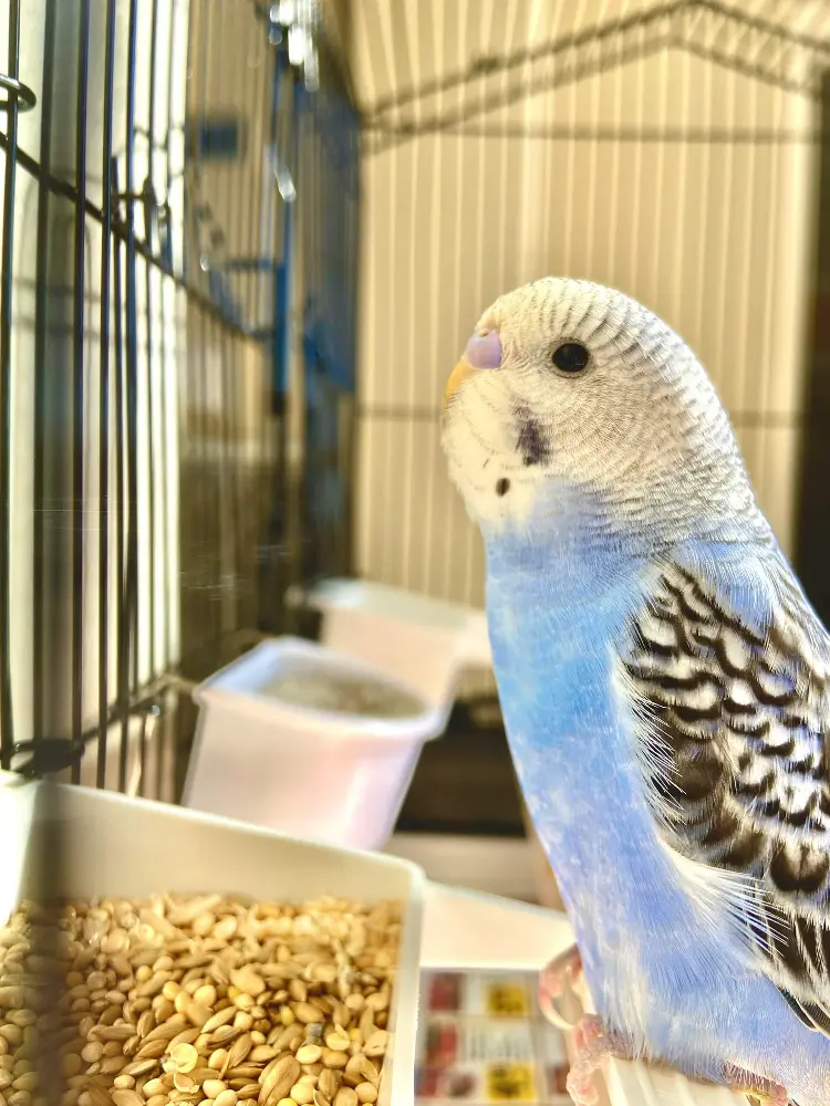 Close-up of a blue budgerigar with food and water dishes in its cage.