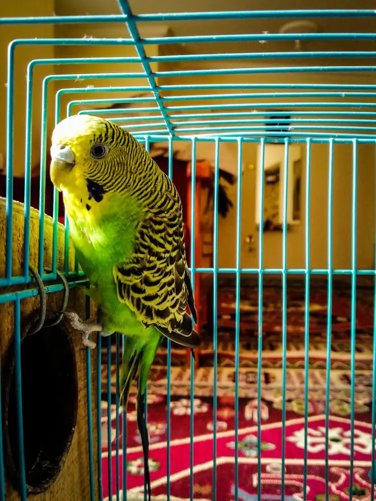 Green budgerigar in a cage placed in a living room setting.