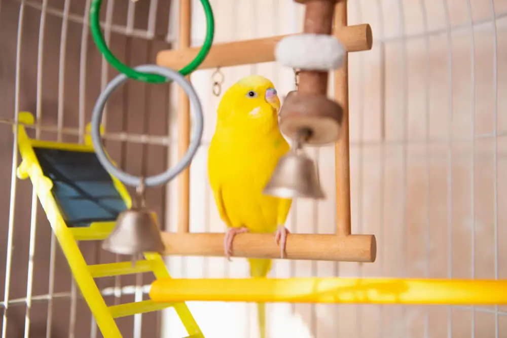 Yellow budgerigar sitting on a perch with toys in a well-arranged cage.