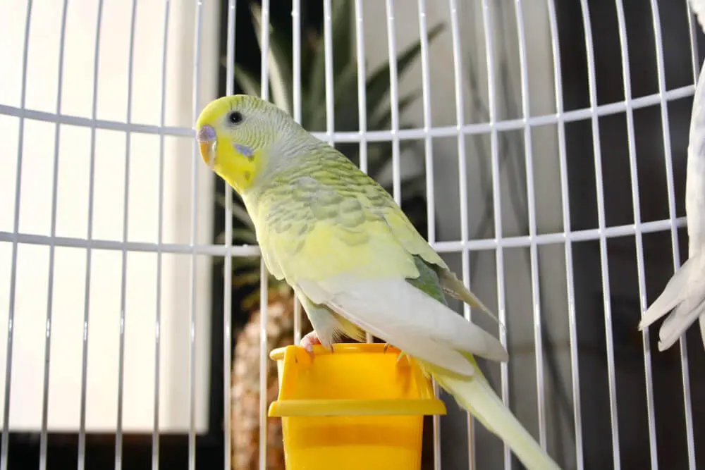 Budgerigar standing on a perch inside a white cage.