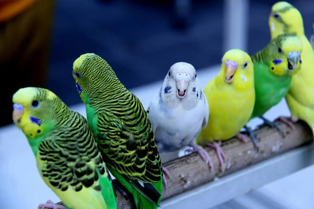 Line of budgerigars on a perch