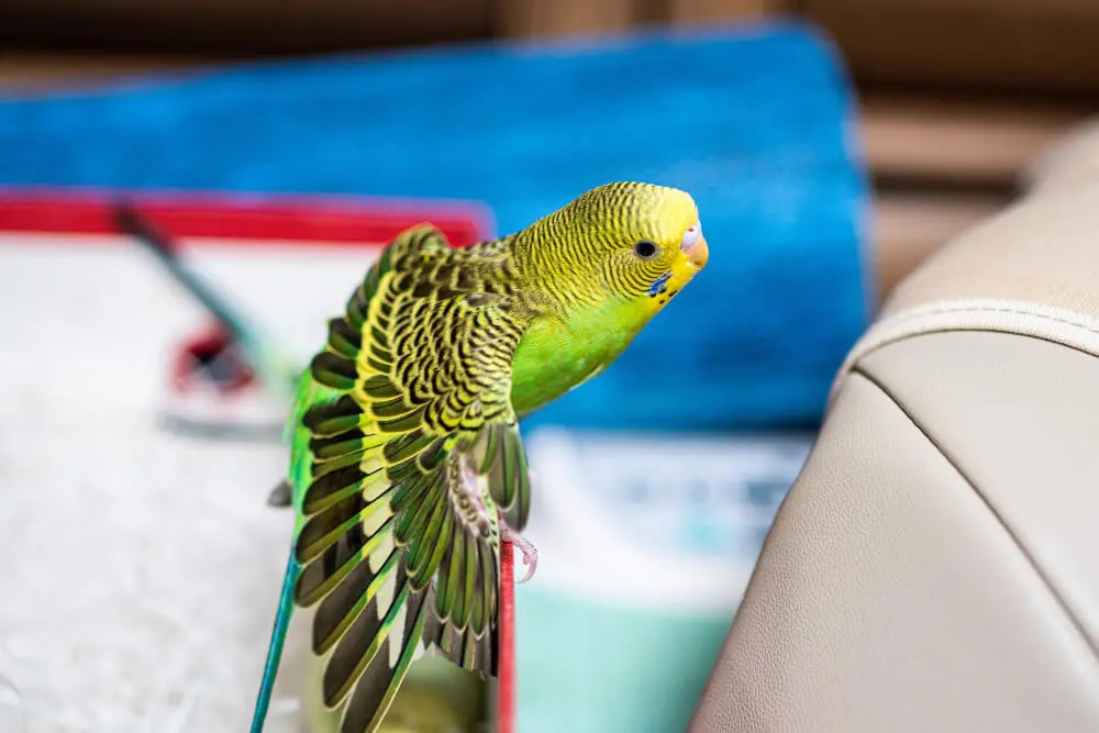 Budgerigar spreading wings