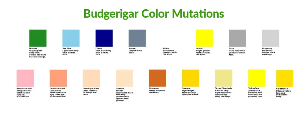 Color swatches representing budgerigar color mutations