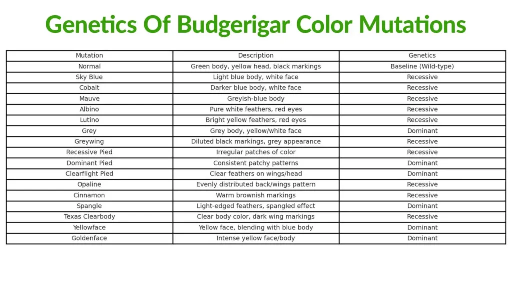 Chart displaying the genetics of budgerigar color mutations