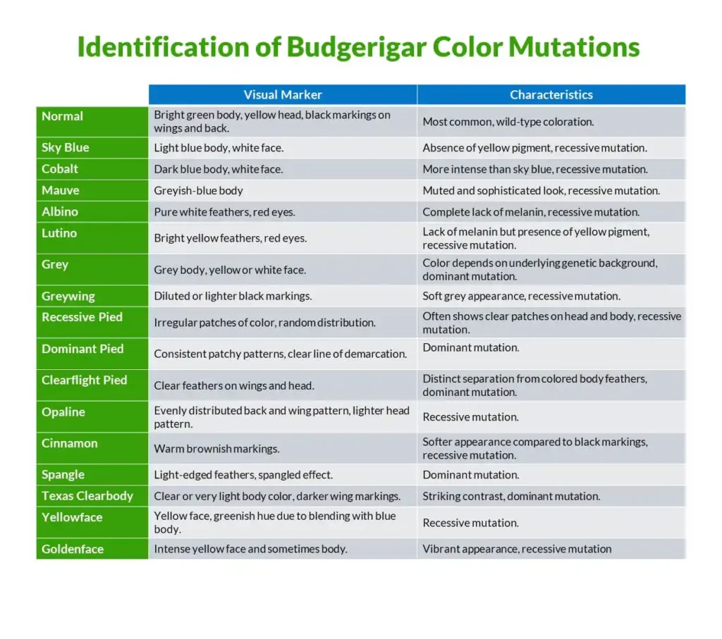 Identification guide for budgerigar color mutations