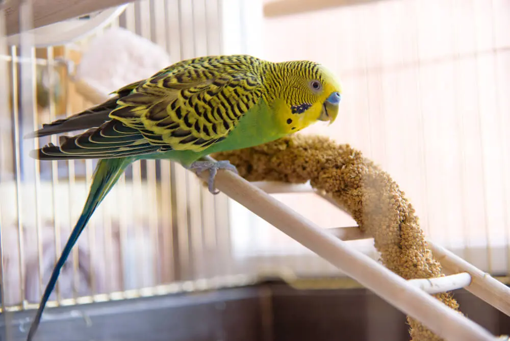 Green budgerigar perched on a millet spray