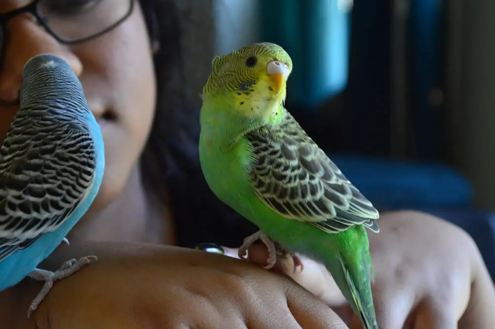 Person holding green and blue budgerigars