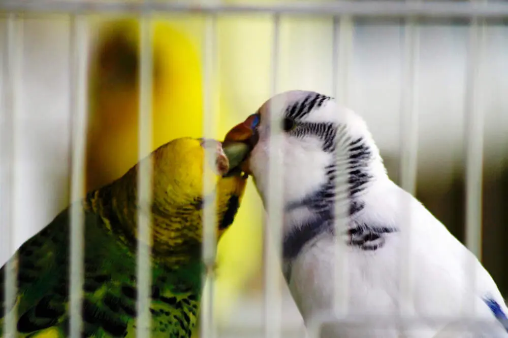 Two budgerigars interacting inside a cage