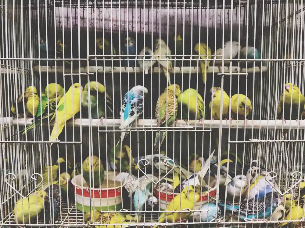 Overcrowded budgerigar cage with multiple birds.