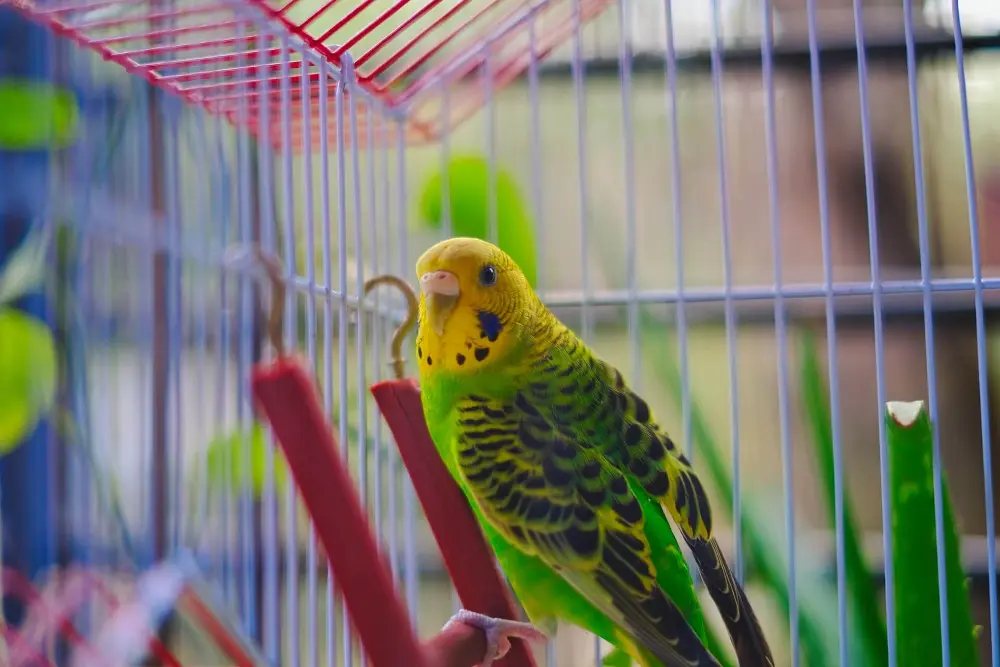 Yellow and green budgerigar perched comfortably in a clean cage.