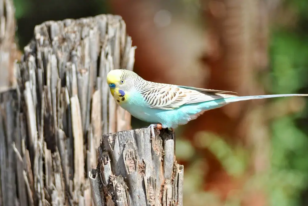 Blue budgerigar perched on a wooden stump