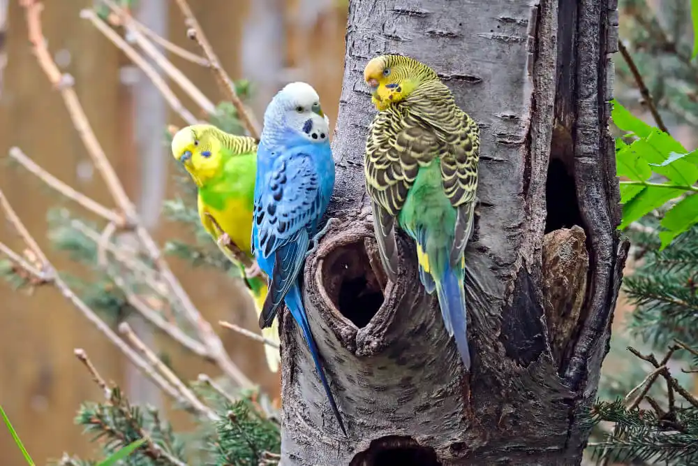 Three budgerigars perched on a tree trunk.