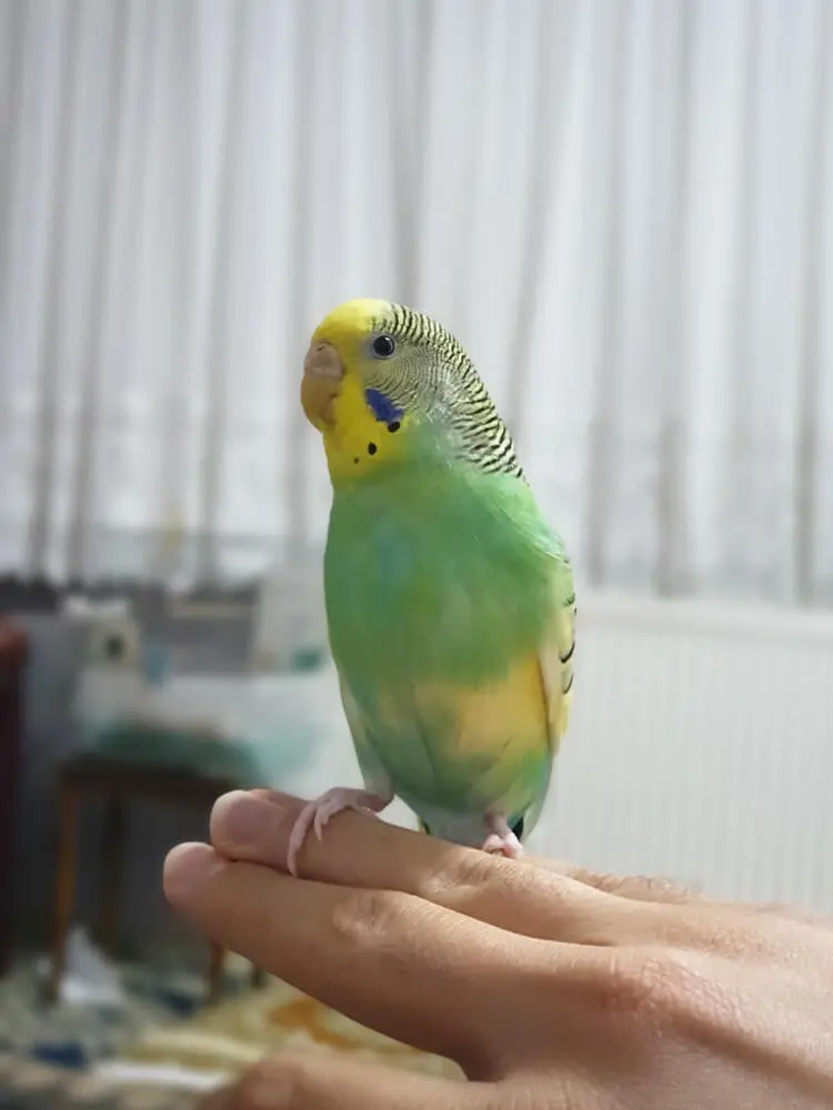 Green budgerigar perched on a finger