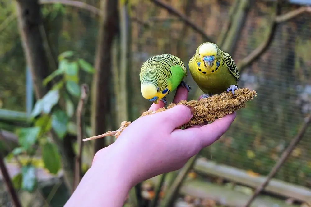 A person training a budgerigar using millet as a reward.