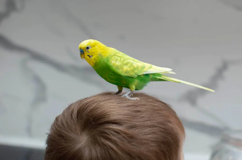 Budgerigar sitting on a child's head