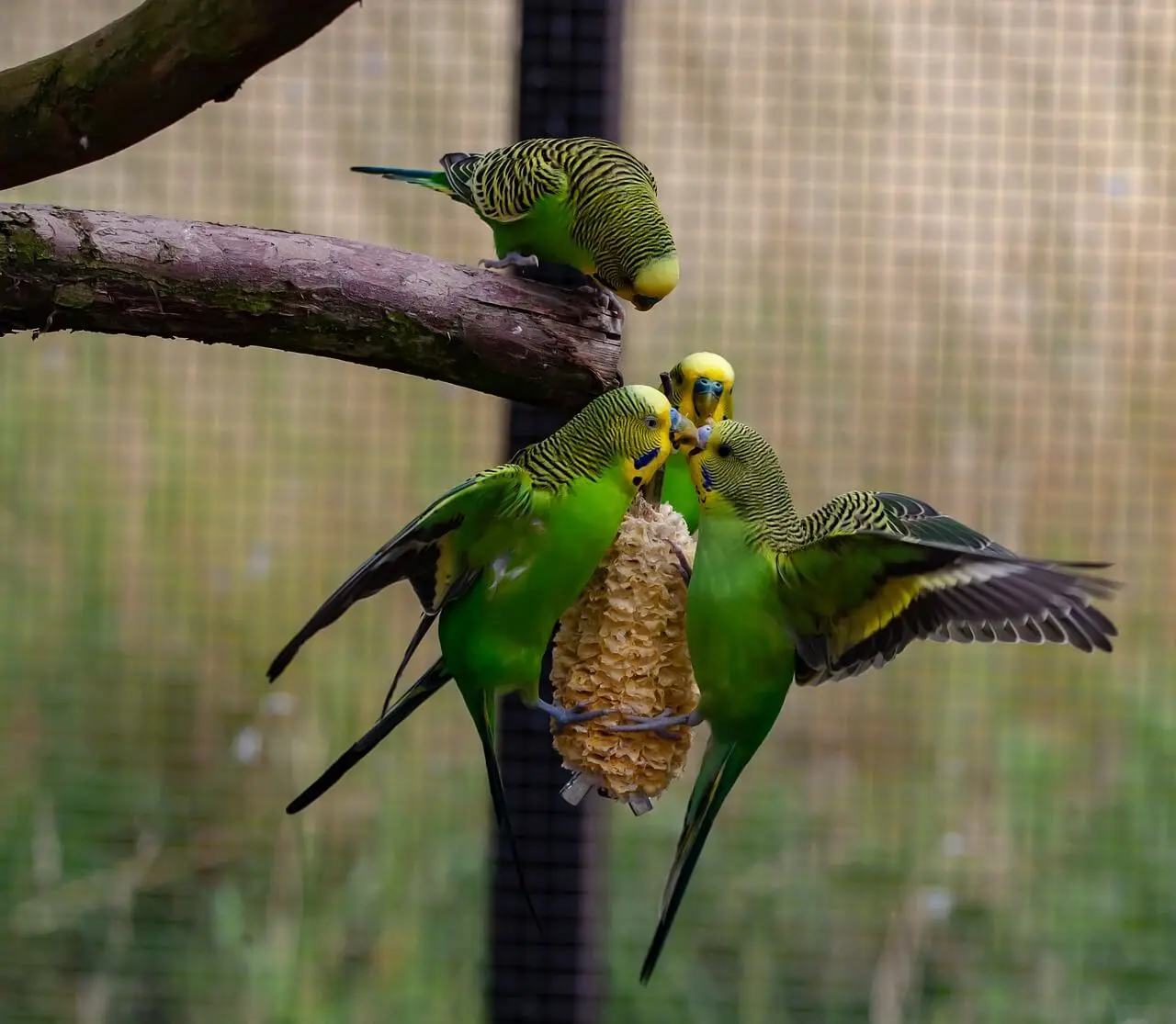 Group of green budgerigars eating together