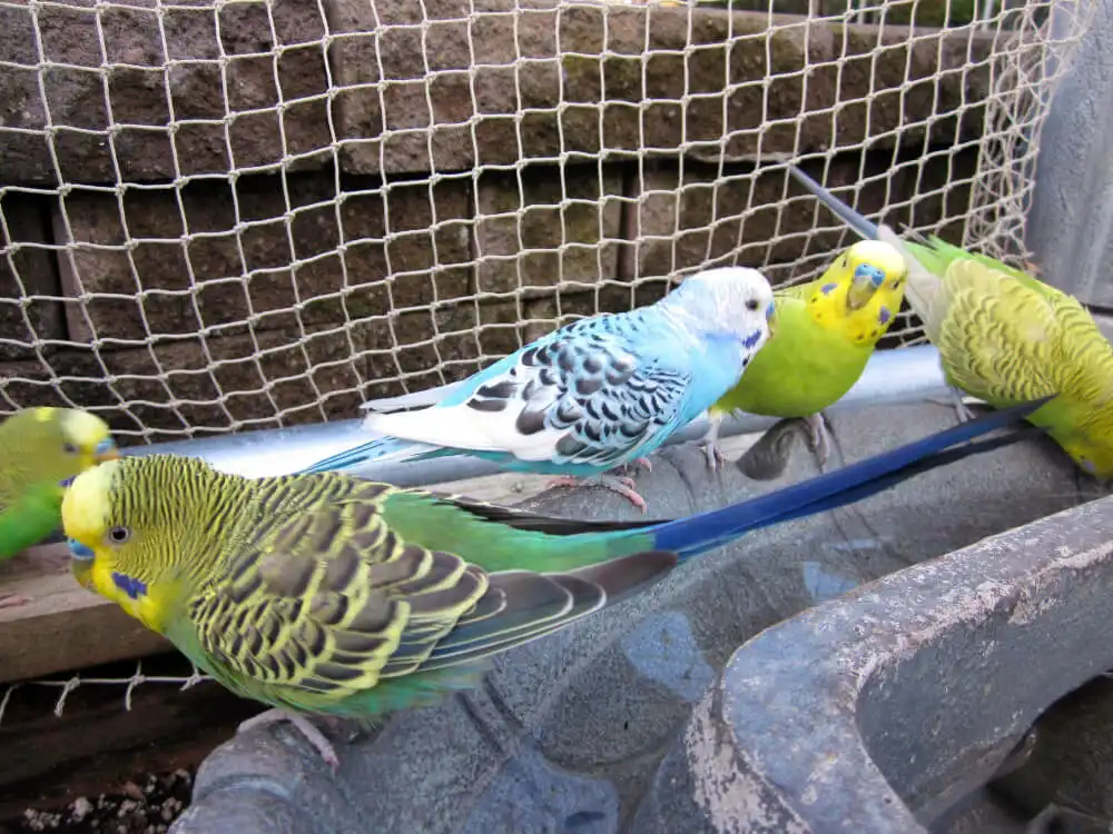 Group of budgerigars interacting and playing together.